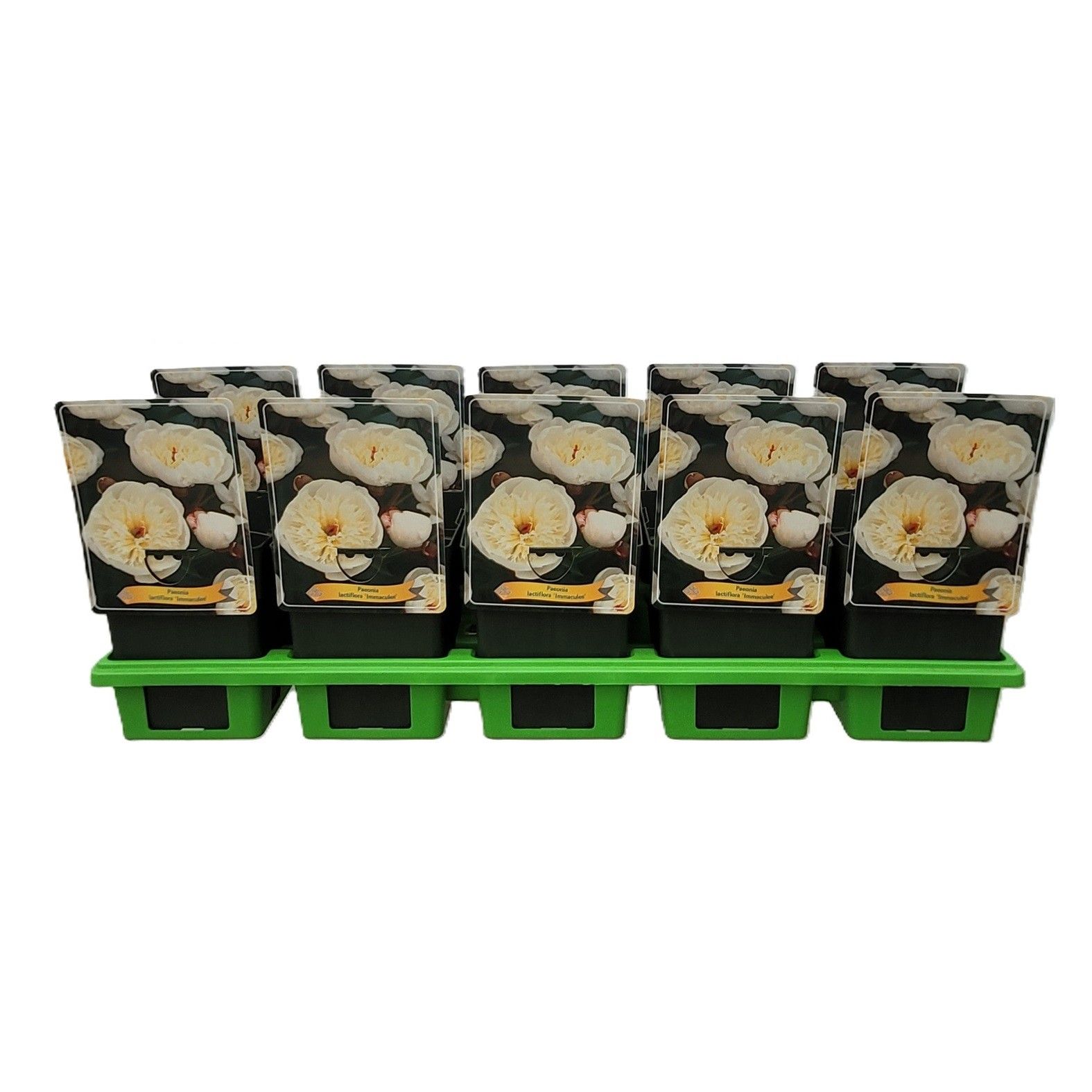 Paeonia lactiflora 'Immaculee' P11, D 11