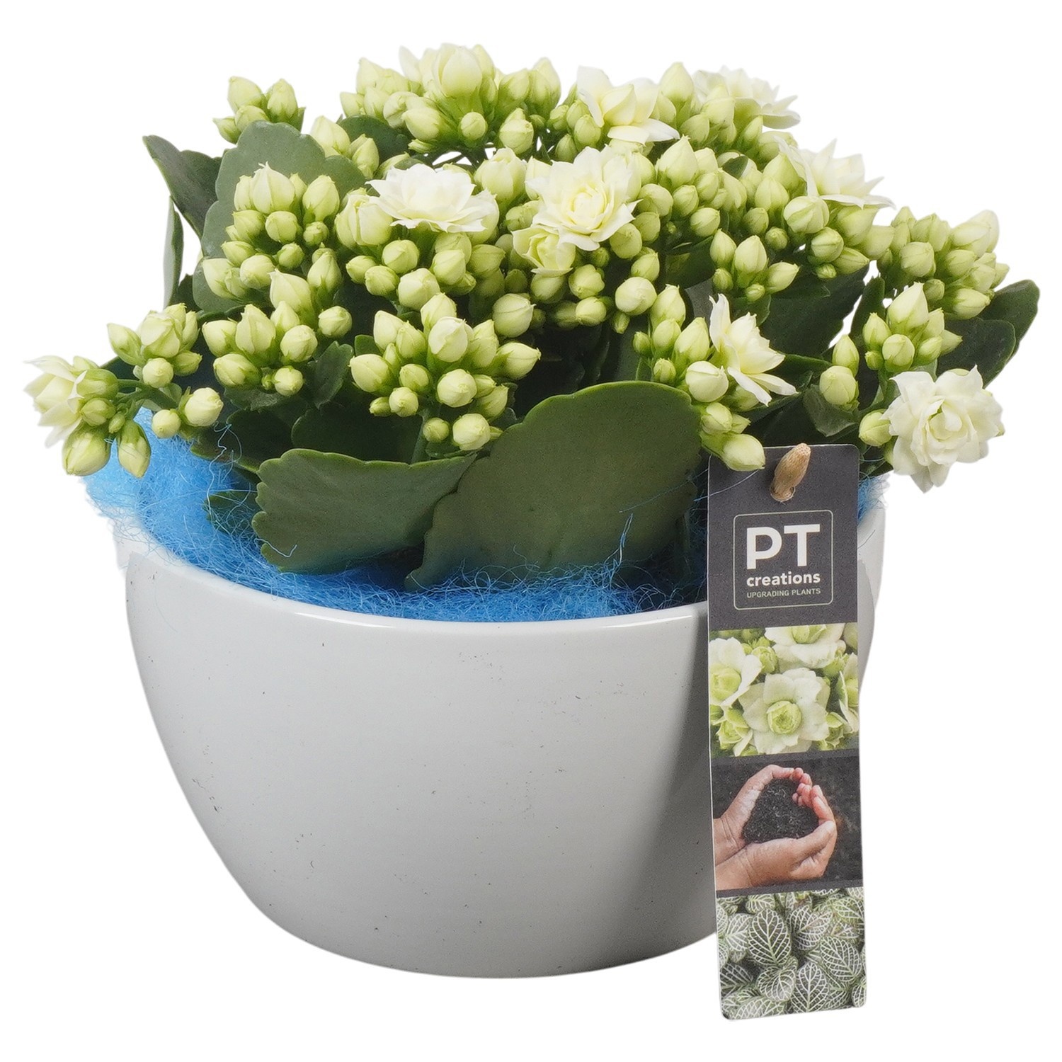 PTIDF4801, D 18
