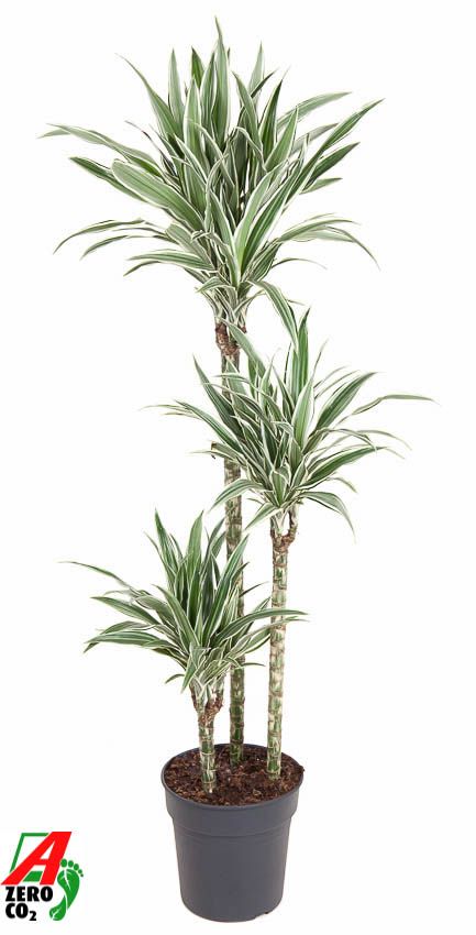 Dracaena White Stripe 90-60-30, D 24