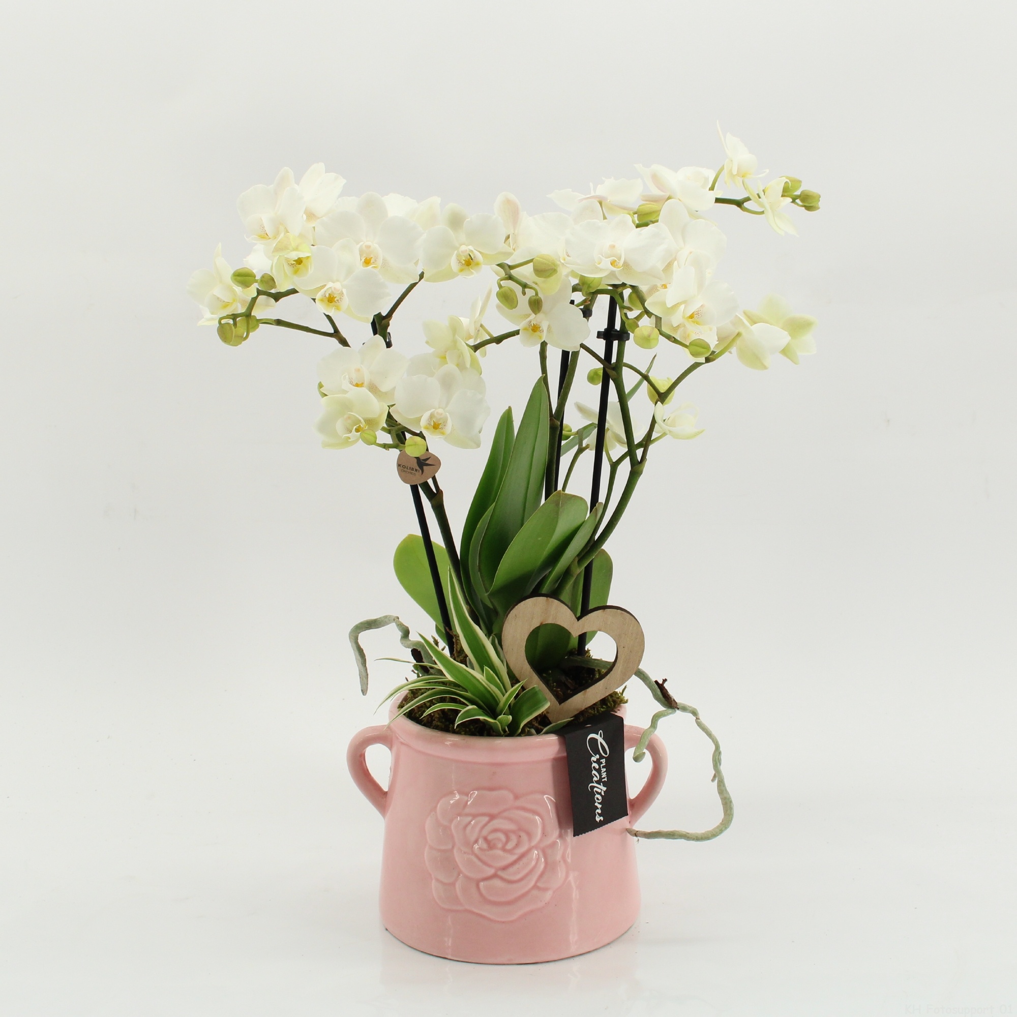 PHALRM-2605W Romantic Phalaenopsis, D 16