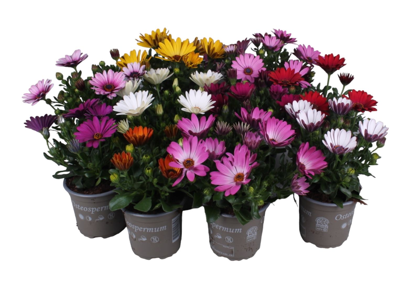 Osteospermum Mixkar, D 10,5