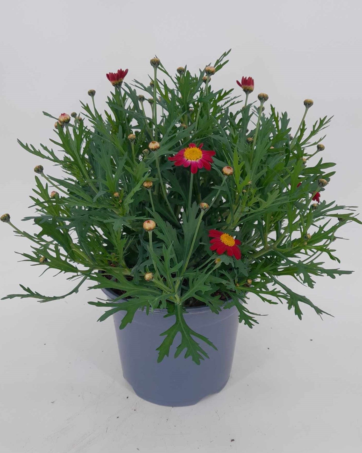 Margriet p19 rood, D 19