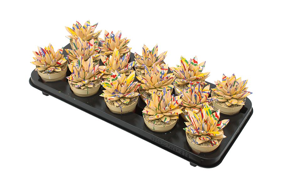 Miranda coloured Splash pastel orange, D 8,5