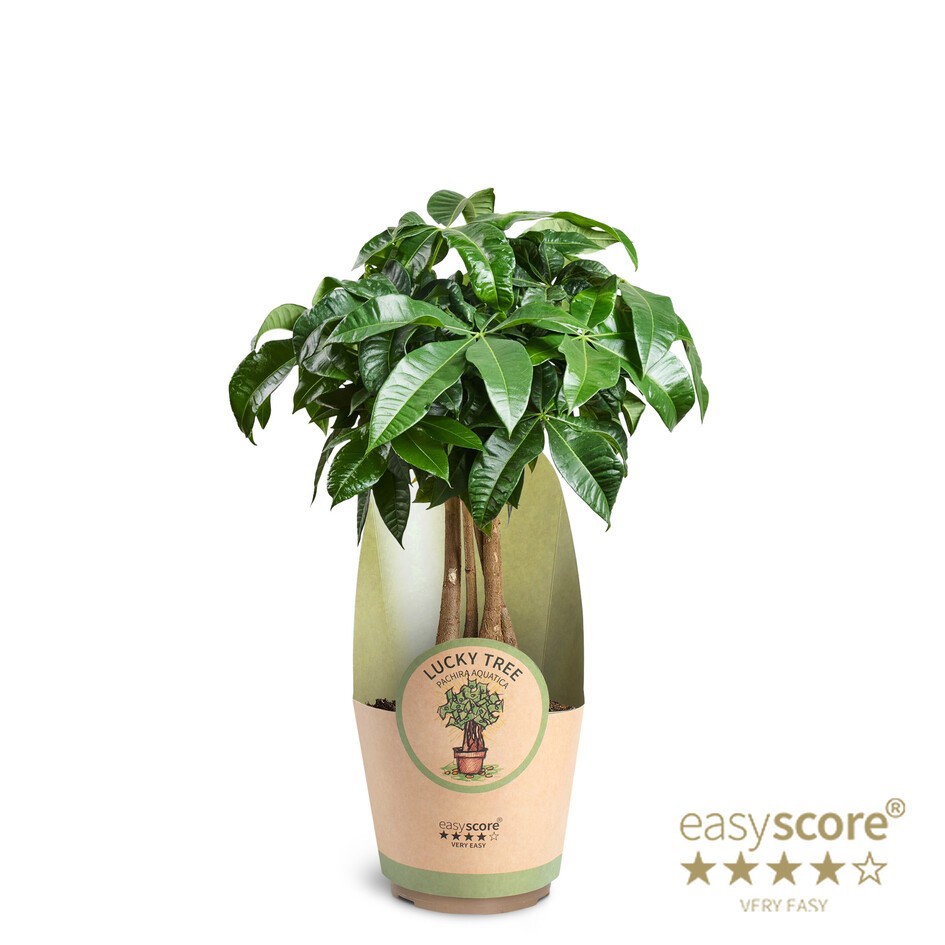 Pachira aquatica, D 17