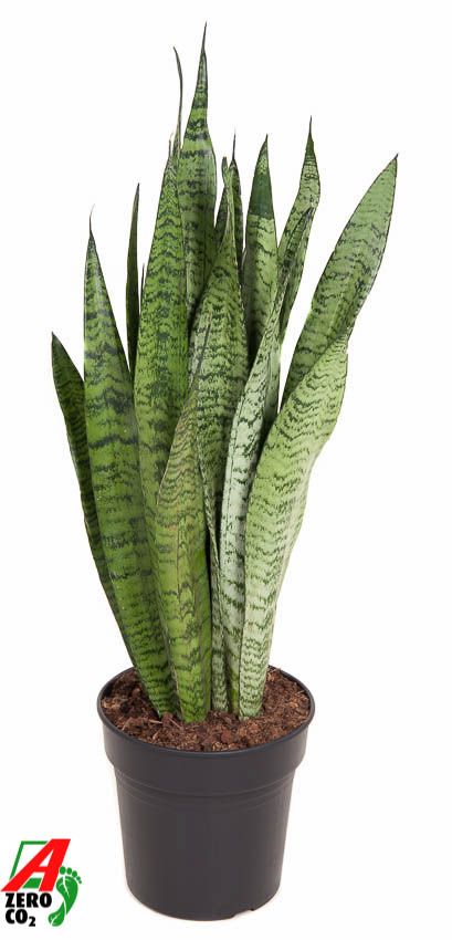 Sansevieria Zeylanica P21, D 21