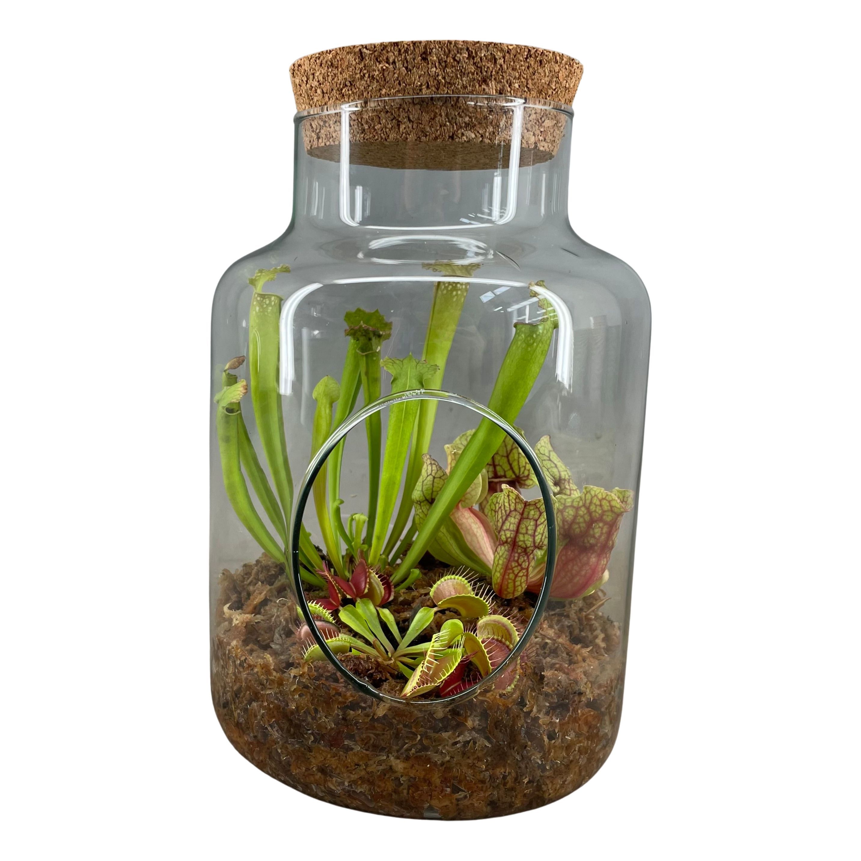 Vleesetende planten in terrarium met kurk, D 17