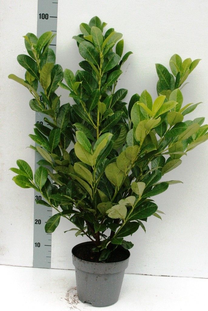 Prunus laur. 'Rotundifolia', D 23