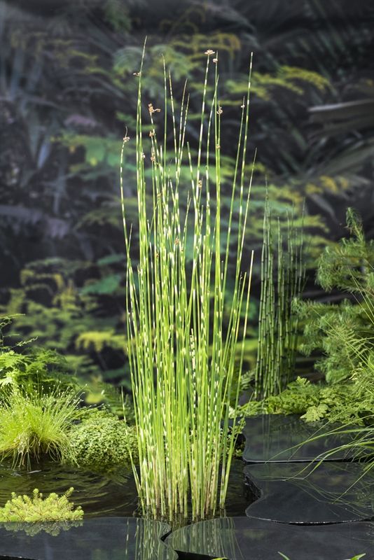 Scirpus tab. 'Zebrinus' (18x18), D 18