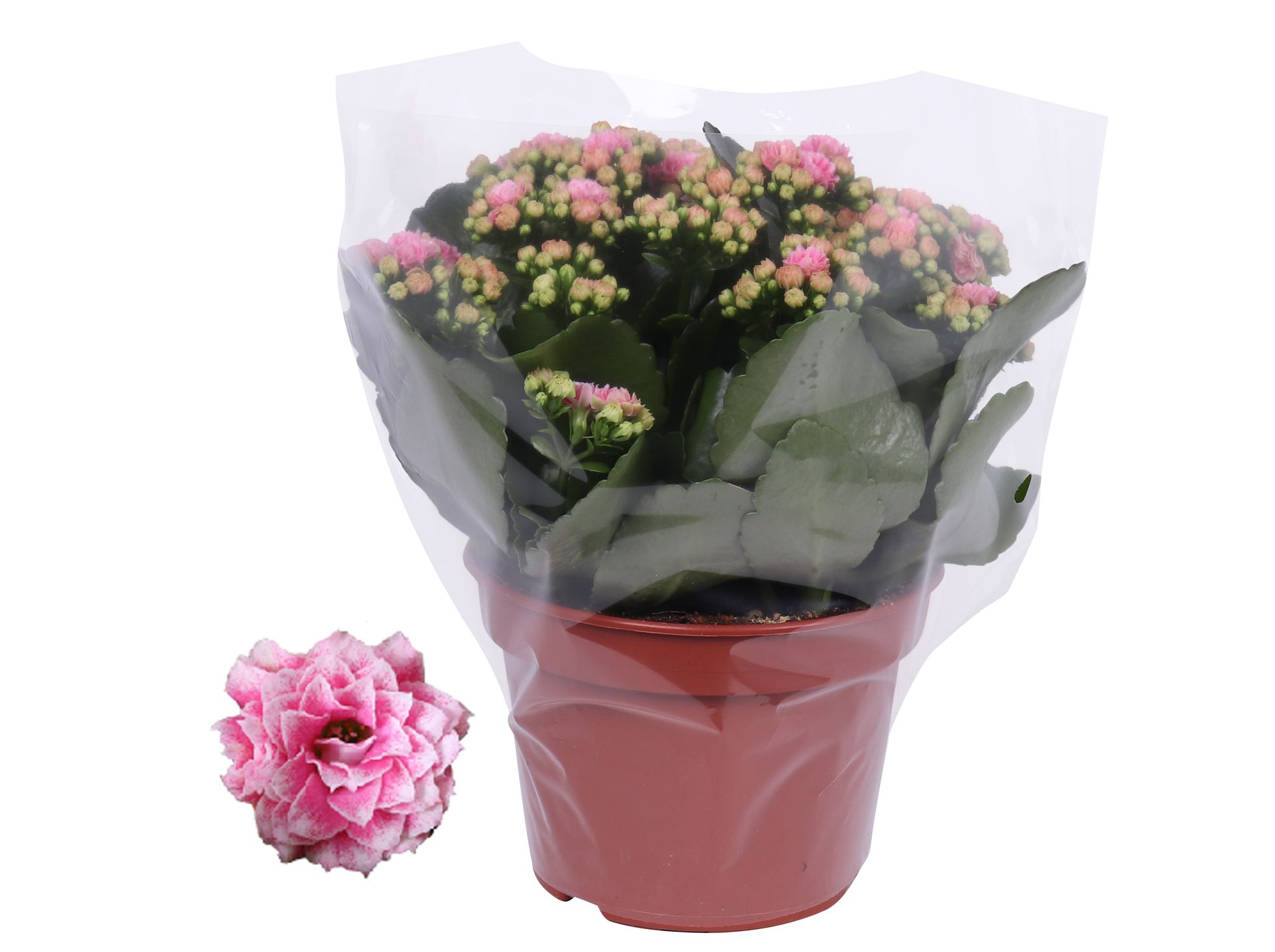 Kalanchoe Rosalina 15cm Don Alano wit/roze, Blanco hoes, D 15