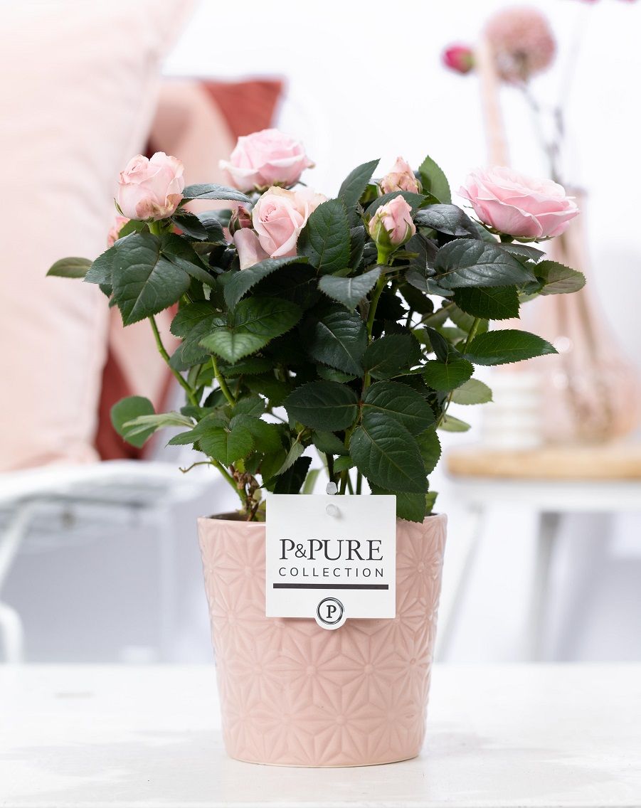 Rosa light pink in P&PURE Juliette ceramics pink, D 12