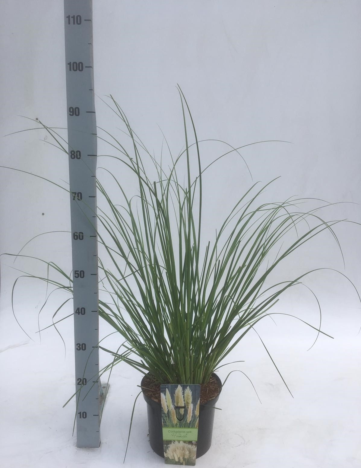 Cortaderia selloana 'Pumila', D 23