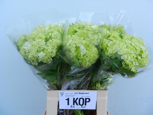 Вибурнум Розеум 60 (зел.), шт.