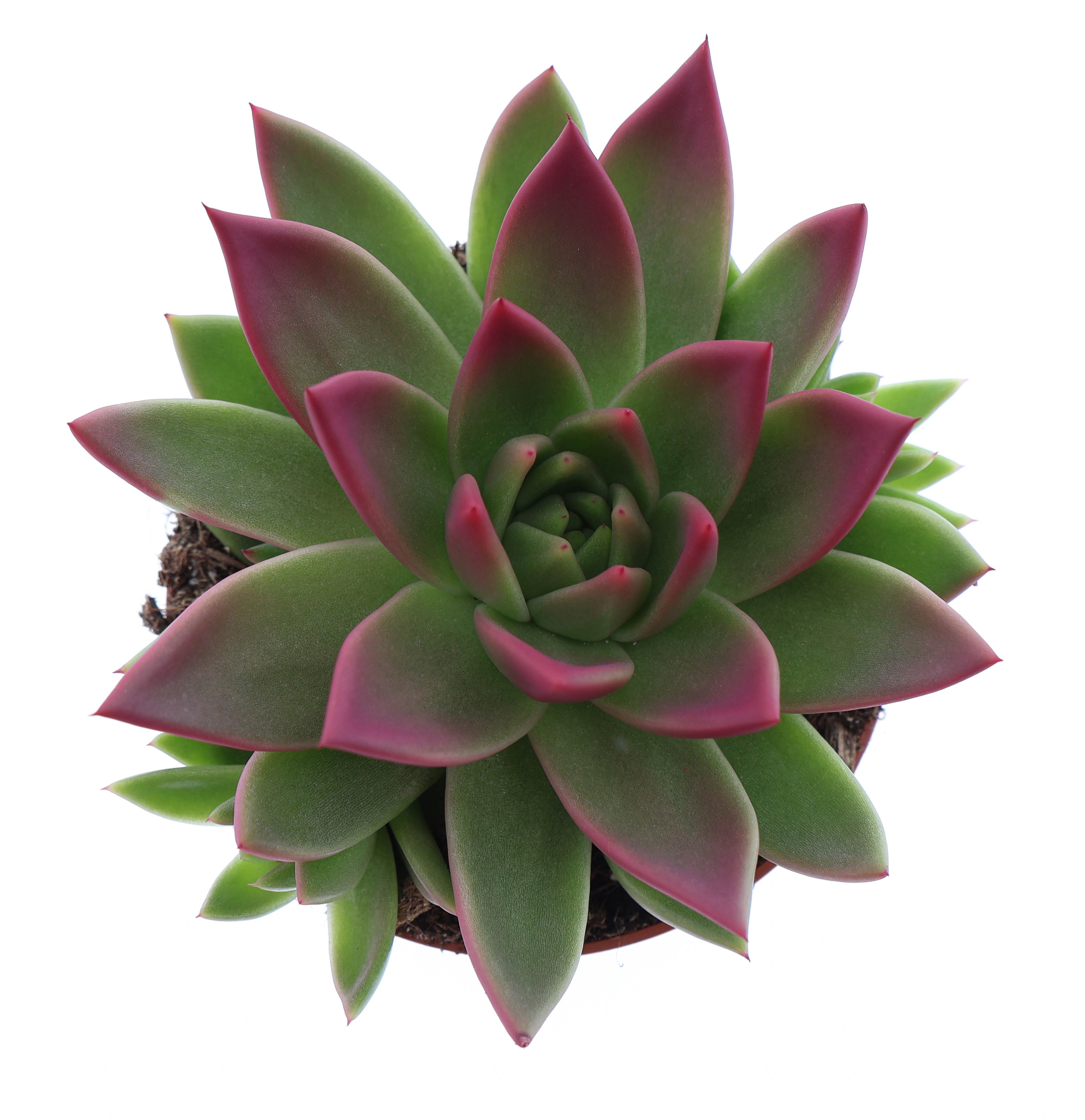 Miranda tips bordeaux red, D 10,5