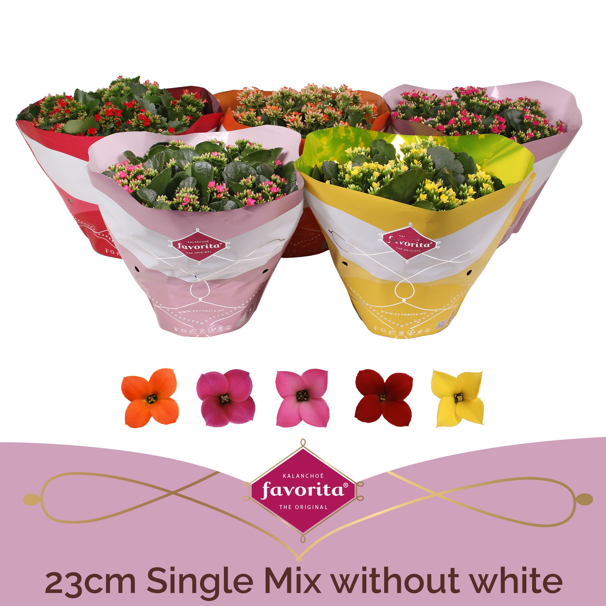 Kalanchoë Single Mix - without white, D 23