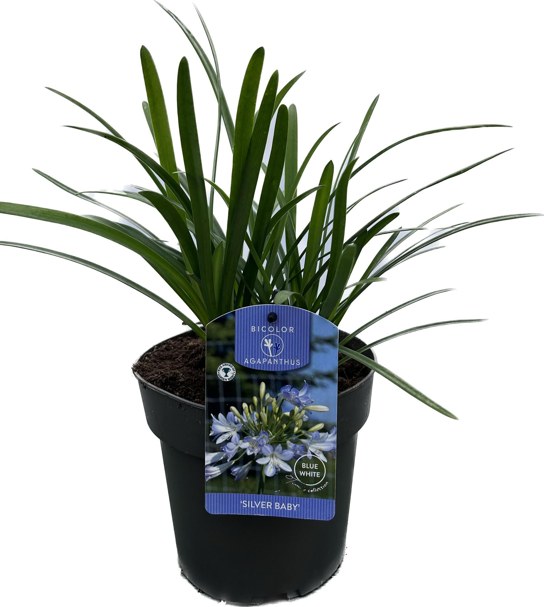 Agapanthus 'Silver baby' P17 EVERGREEN, D 17