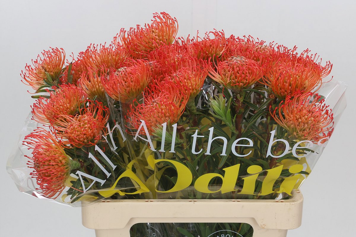 Нутанс Саксешн 60 (красн.), шт.