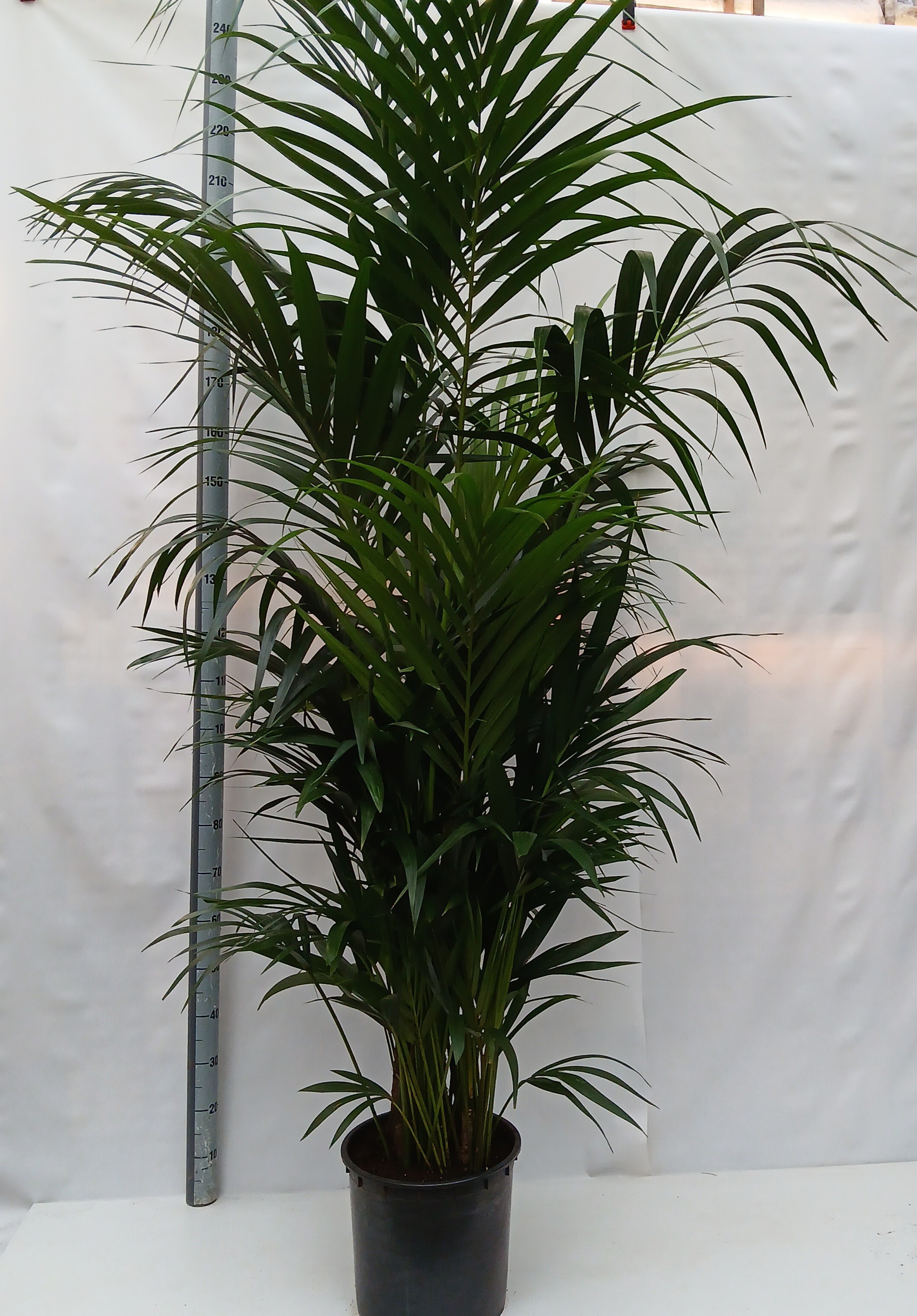 howea forsteriana, D 27