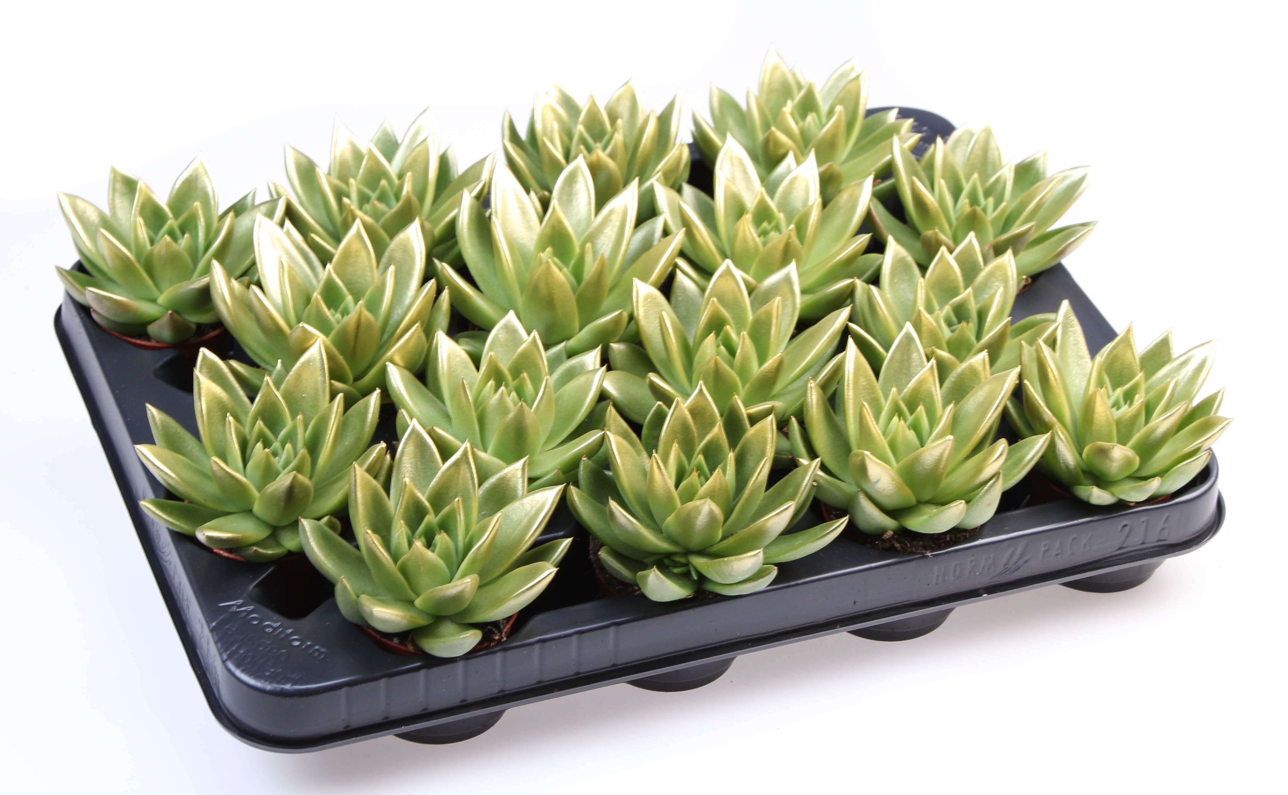 Miranda gold tips, D 6