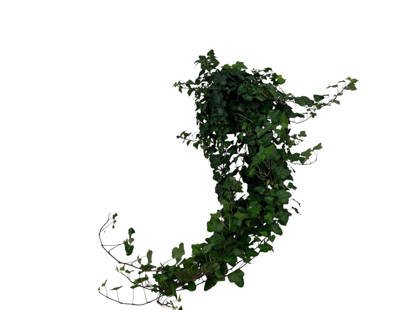 Hedera Wonder lange plant - lengte 70 cm., D 13
