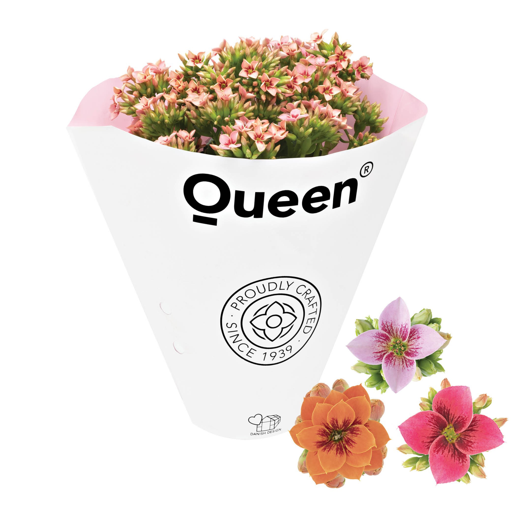 KALANCHOE ARTS-HYBRID, D 11