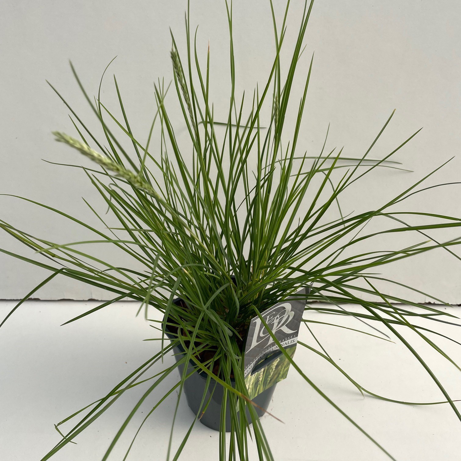 Sesleria Autumnalis, D 17