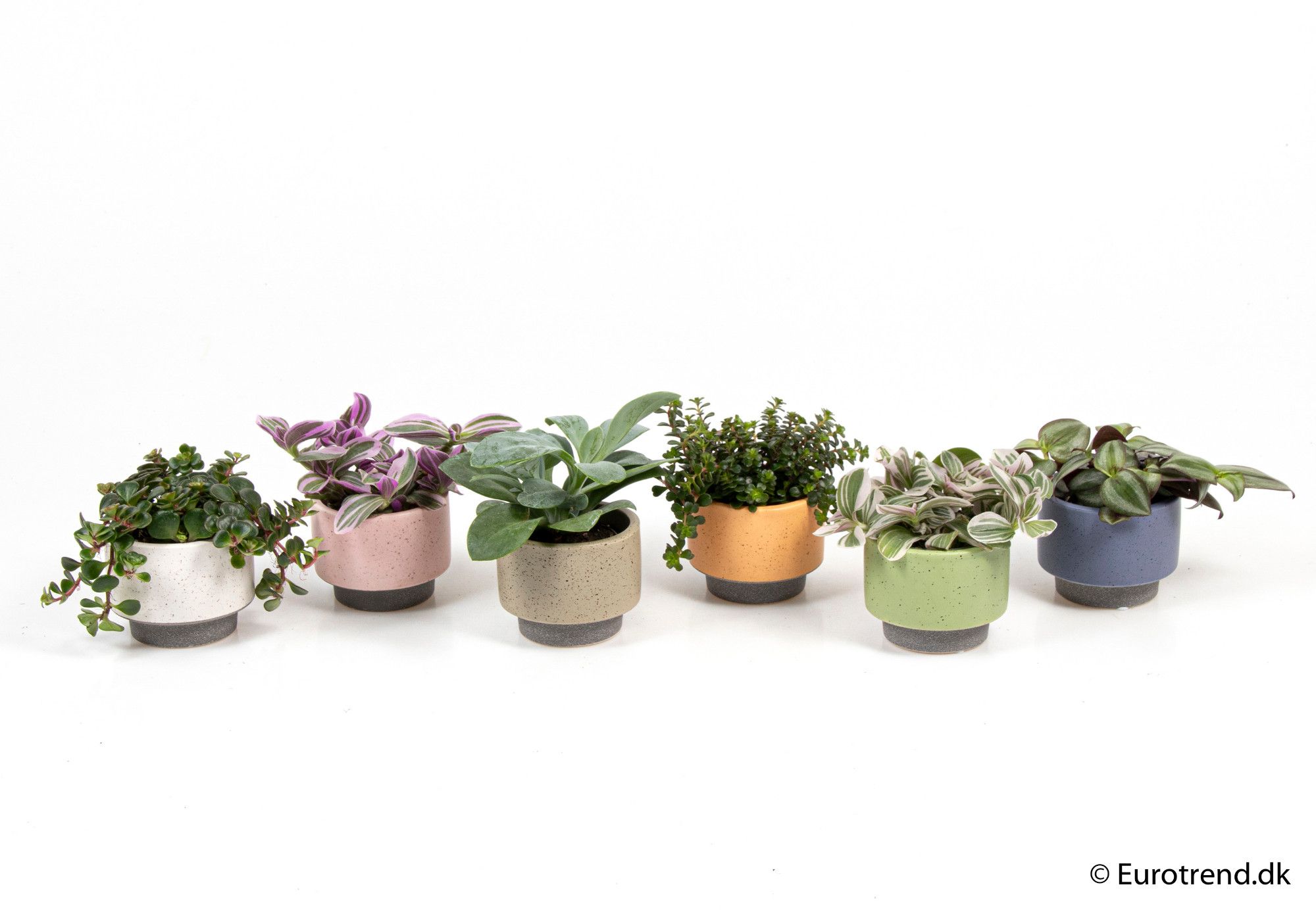 Green mix in ceramic - New Look 2025, D 6