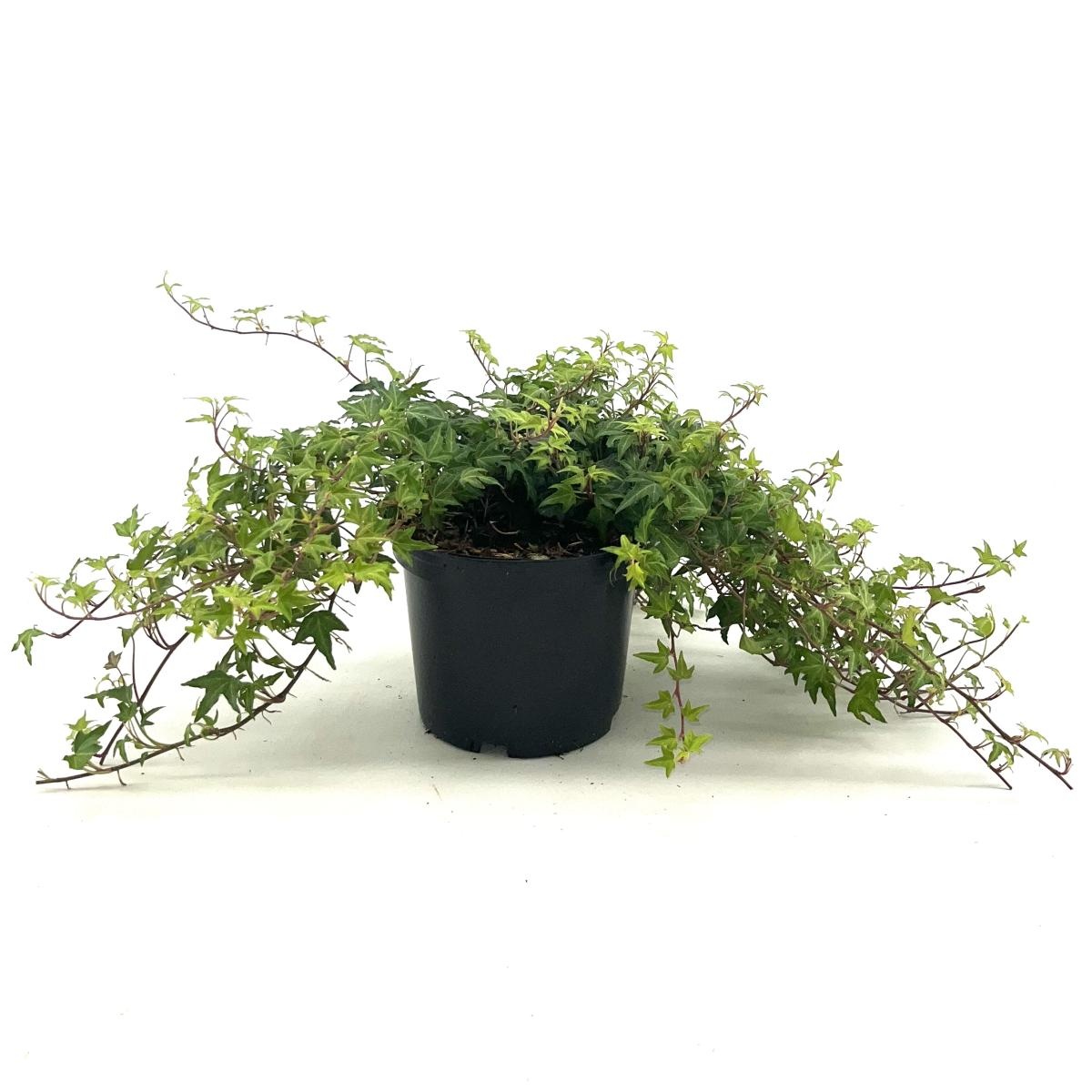 Hedera hel. 'Miniature Needlepoint', D 17