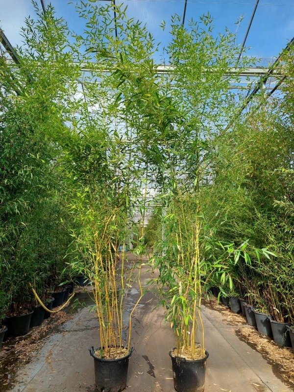 Phyllostachys aureos. 'Spectabilis', D 48