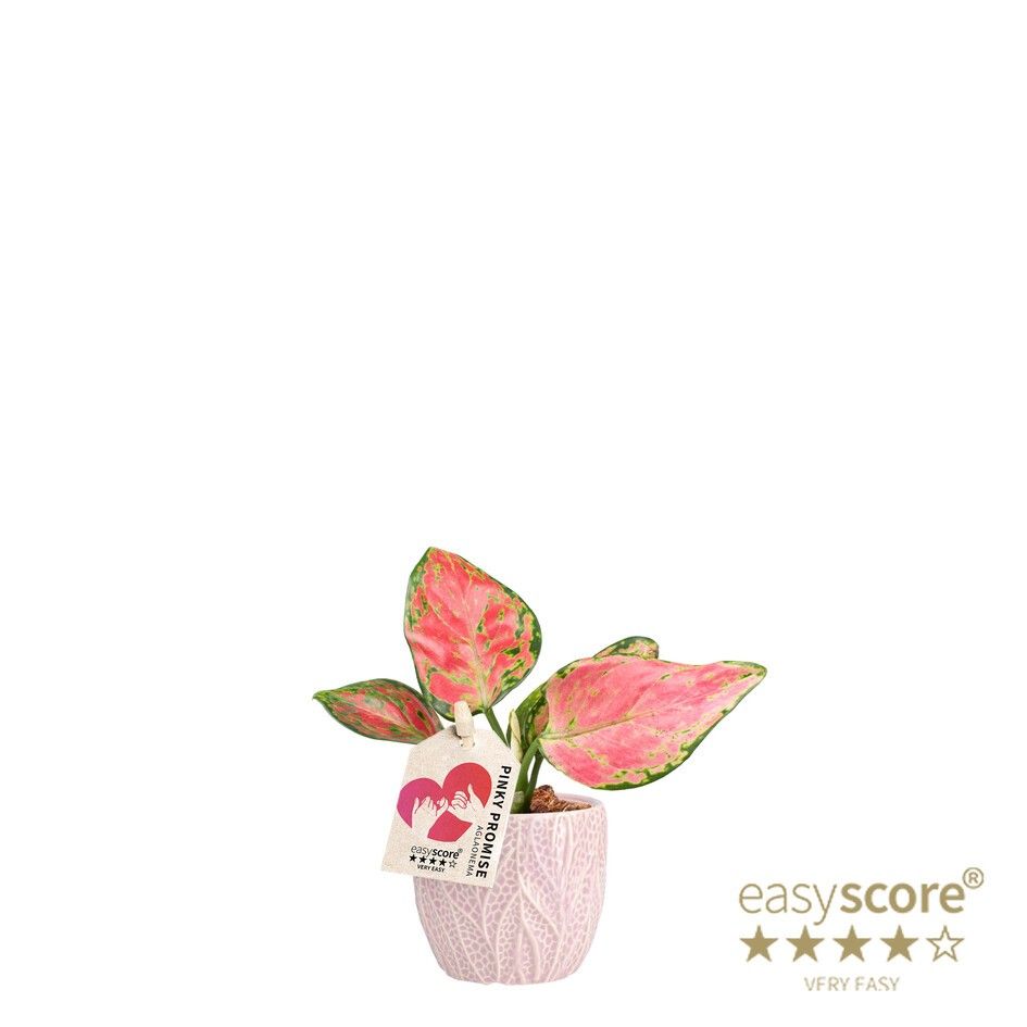 Leaf Rosa, Aglaonema ´Pinky Promise`, D 7