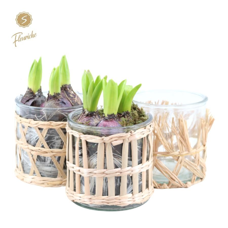 (3404) Hyacint Combi Glass and Willow [L], D 12