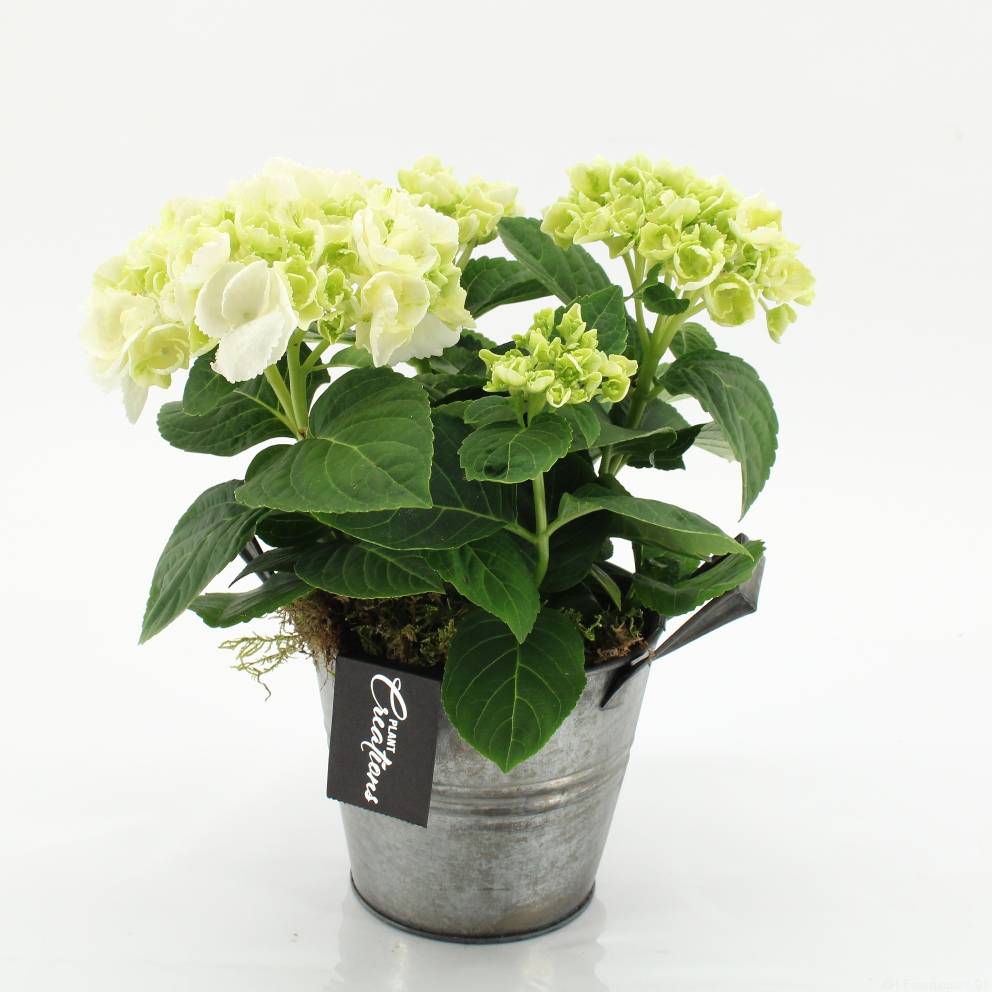 KHCR-2613W Hydrangea creations, D 14