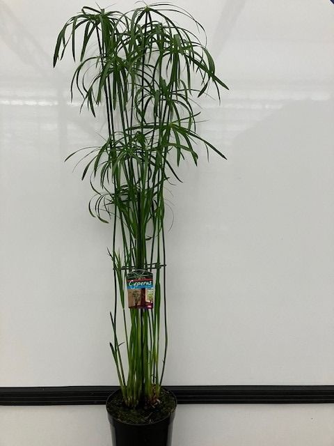 Cyperus glabor, D 23