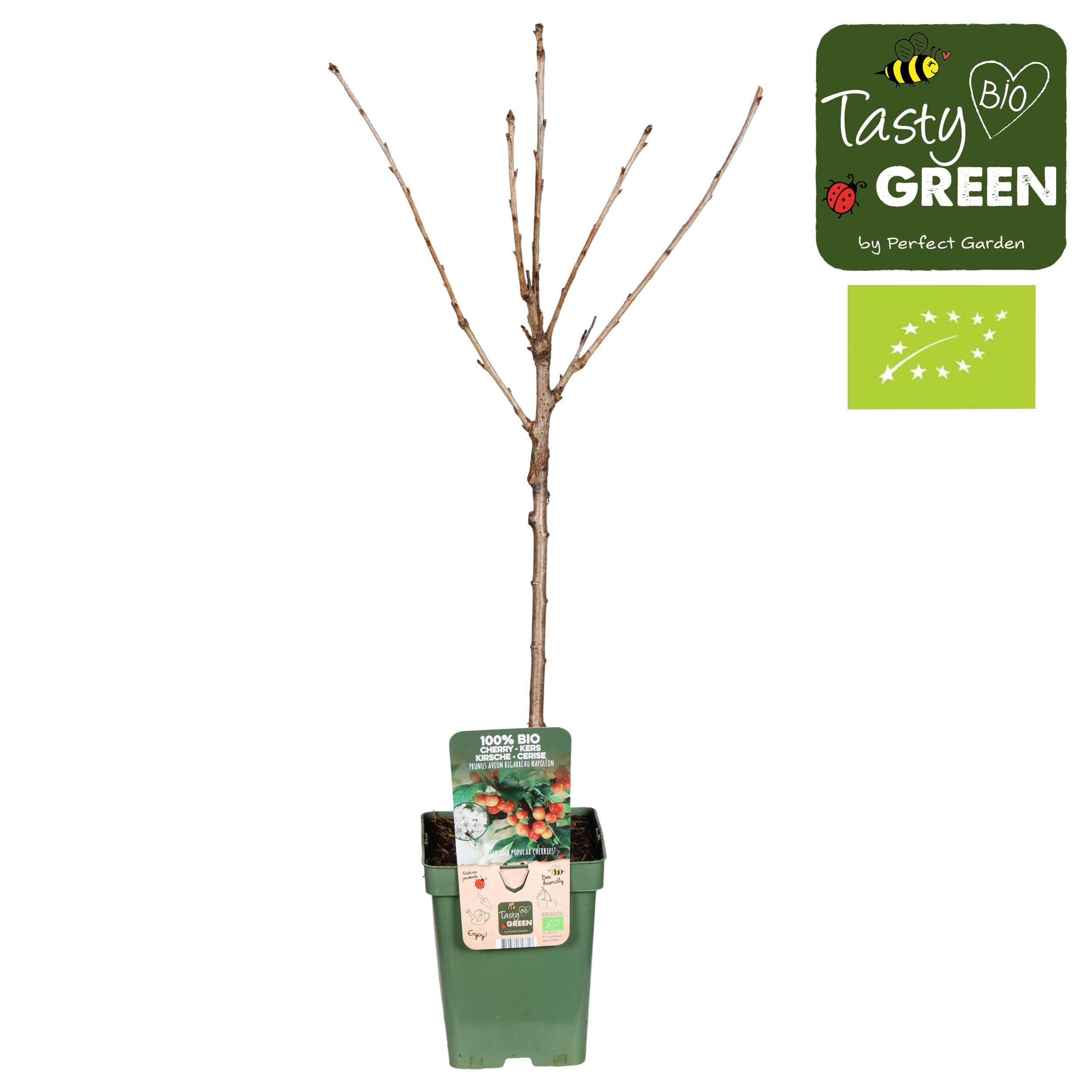 Prunus avium Bigarreau Napoléon Bio P23, D 23