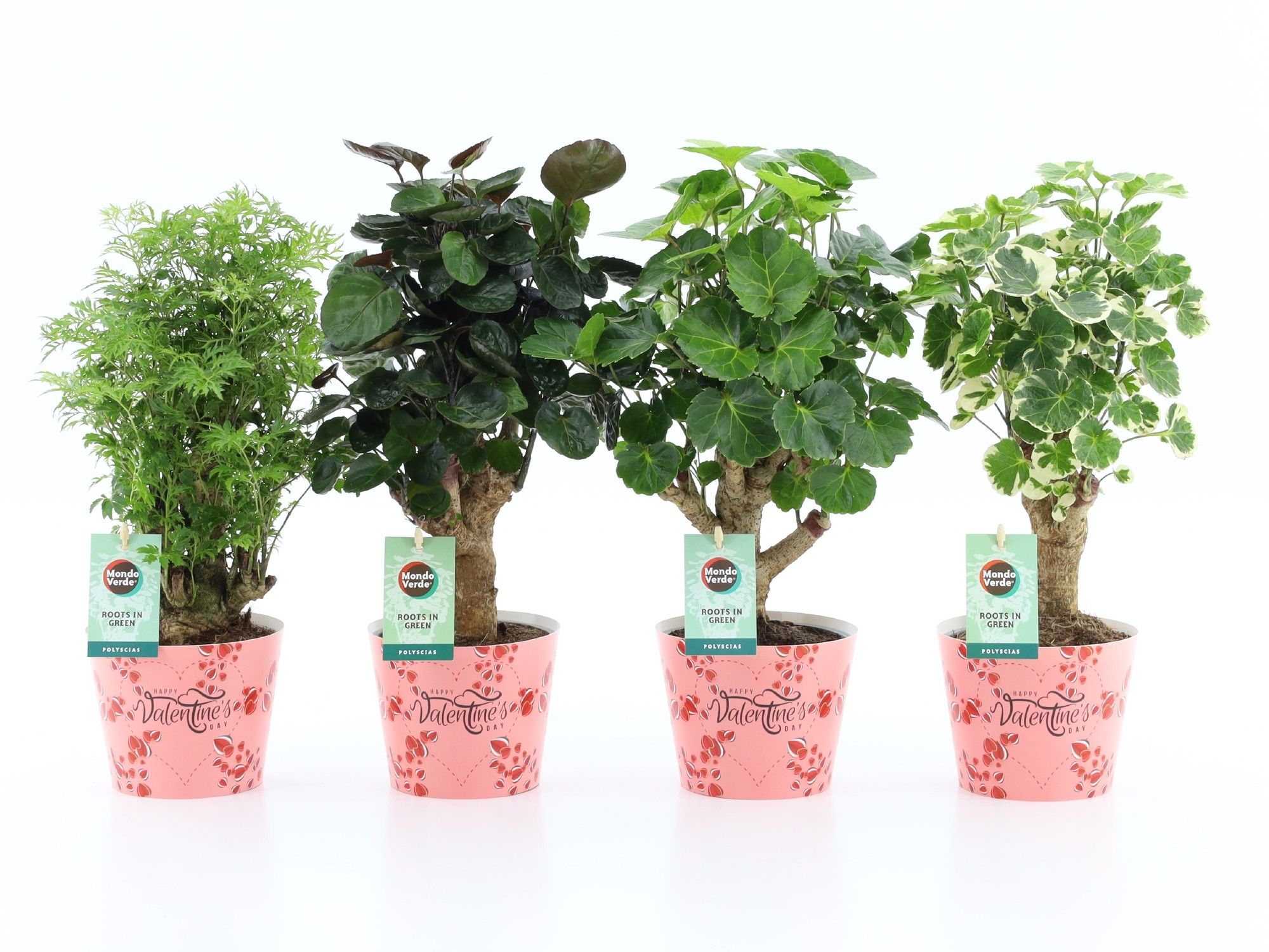 Polyscias Mix 12cm in Potcover Valentine, D 12
