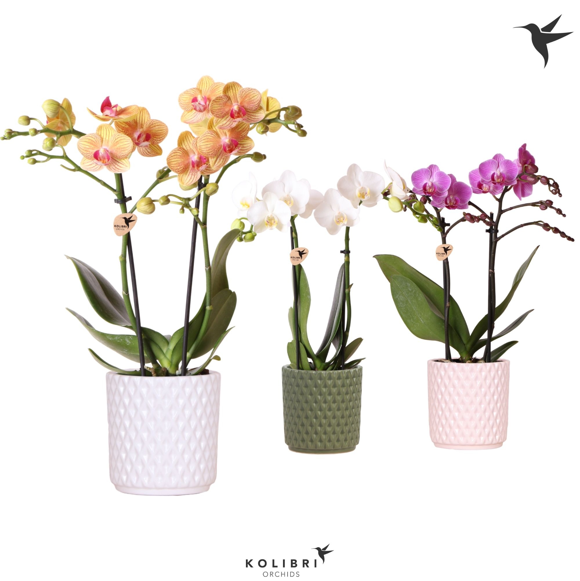 Kolibri Orchids Phalaenopsis mix 2 spike in Diamond pot mix, D 9