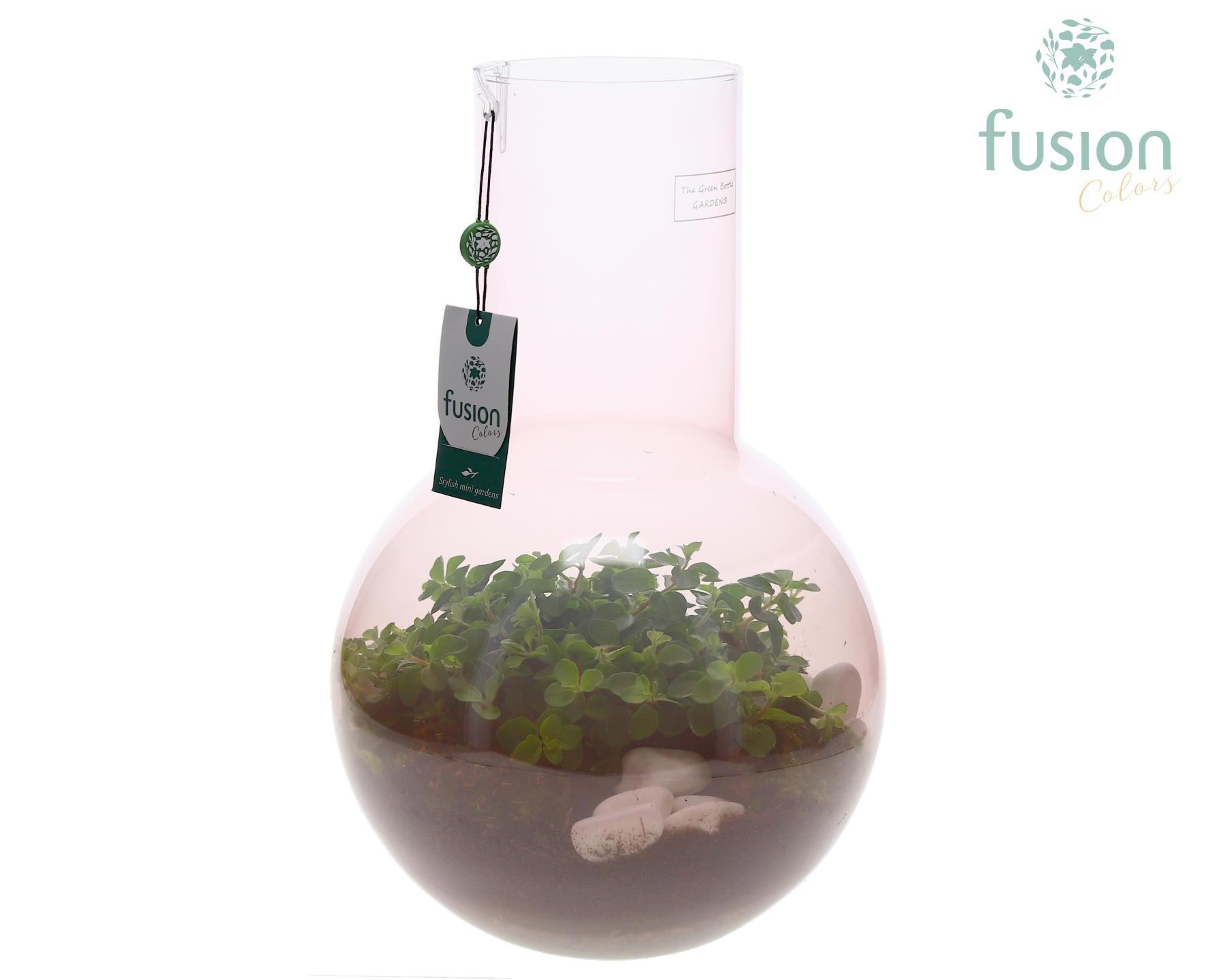 Green Bottle Suzanne Large Smoky Pink met Peperomia, D 26