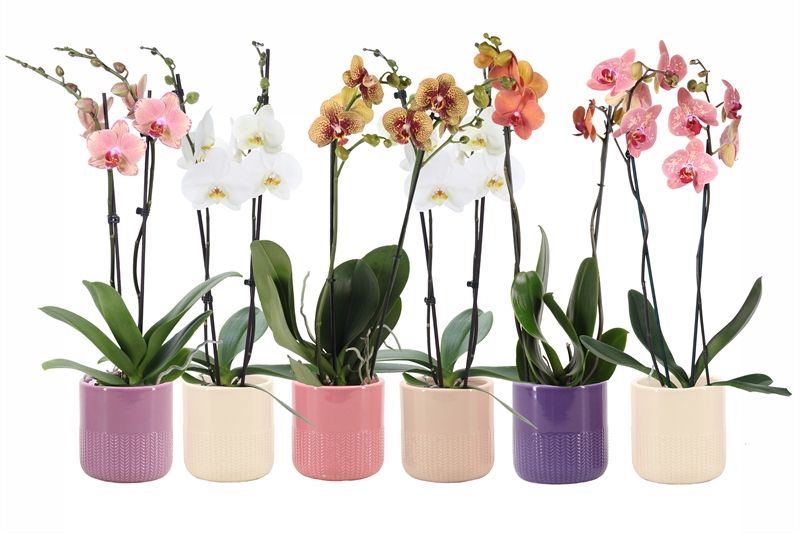 Dolomite p12 Morgan charm mix Phal mix 2T14+, D 12