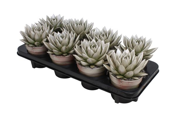 Miranda coloured metallic champagne, D 12