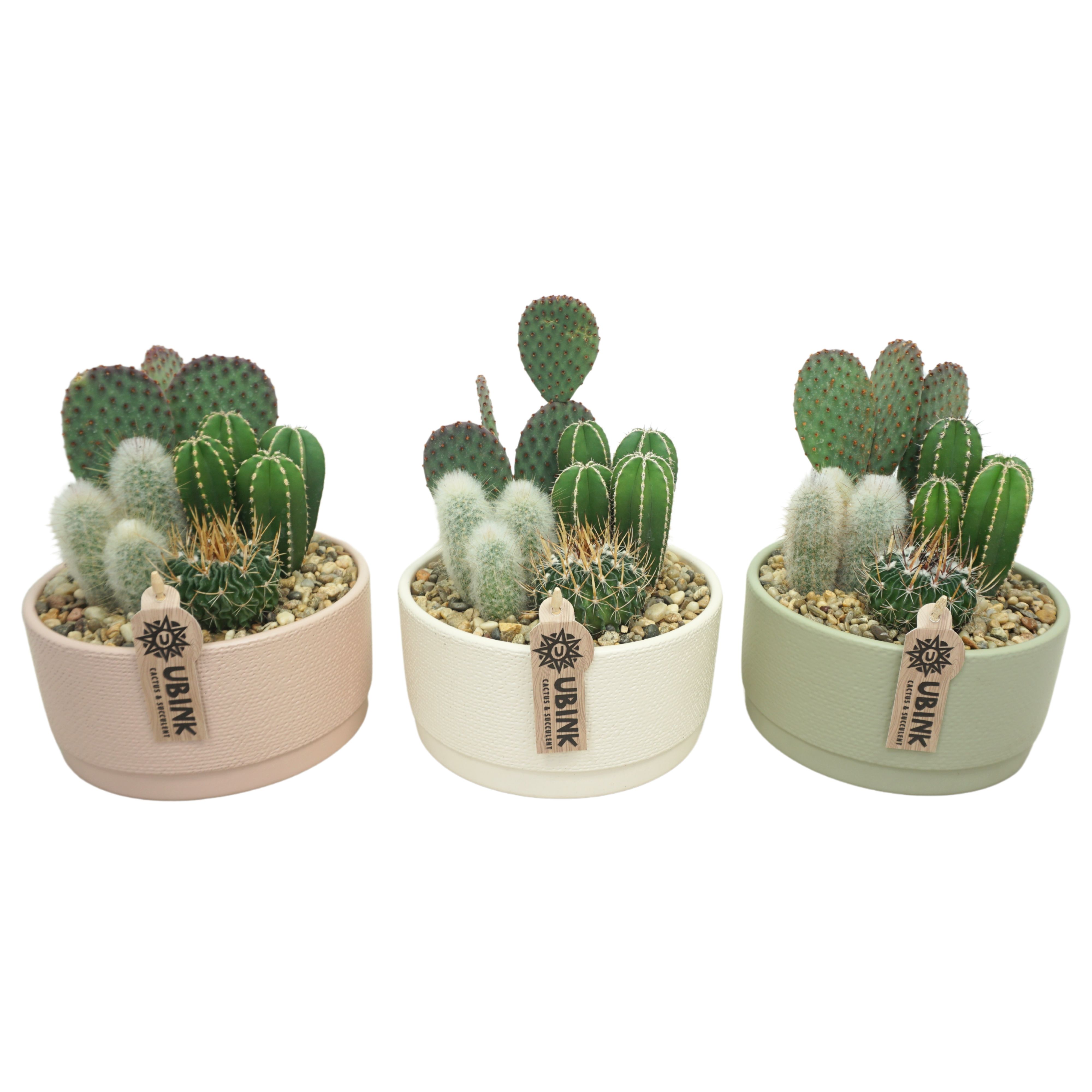 Cactus beplant in Pastel schaal 19 cm (3 assorti), D 19