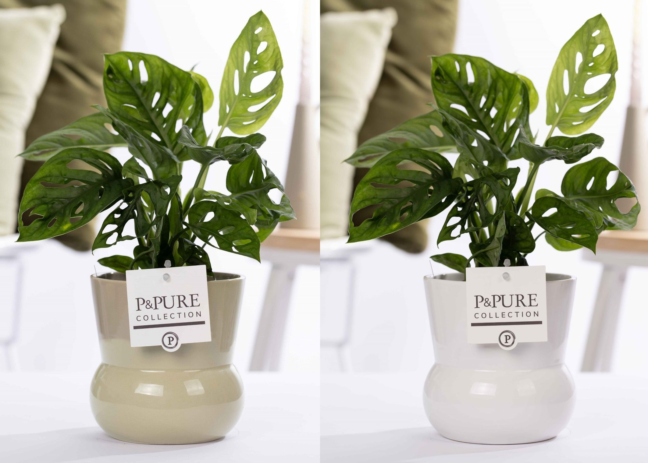 Monstera Adansonii in P&PURE Plant Vase Maxima ass. 2, D 12