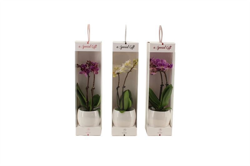 Lisa White p06 bolpot Phal Tiny Dolls mix 2T10+ Aqu@ in Giftbox, D 6