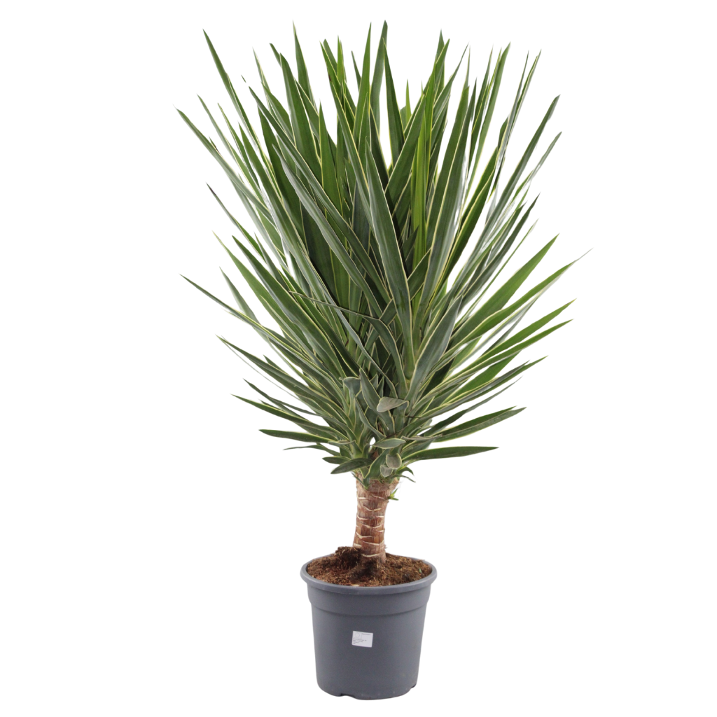 Yucca Puck stam, D 25