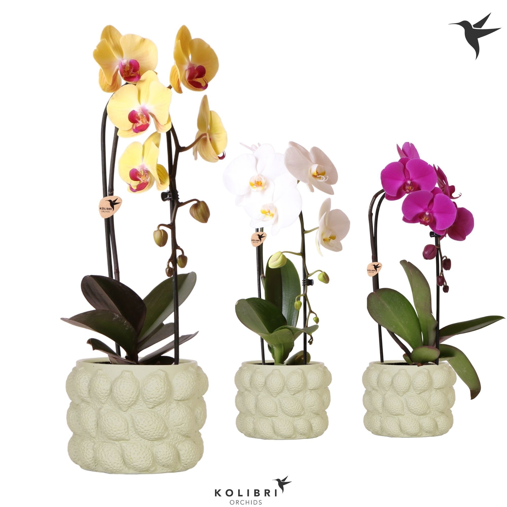 Kolibri Orchids Phalaenopsis Cascade Niagara Fall mix 1 spike in Citrus pot green, D 12