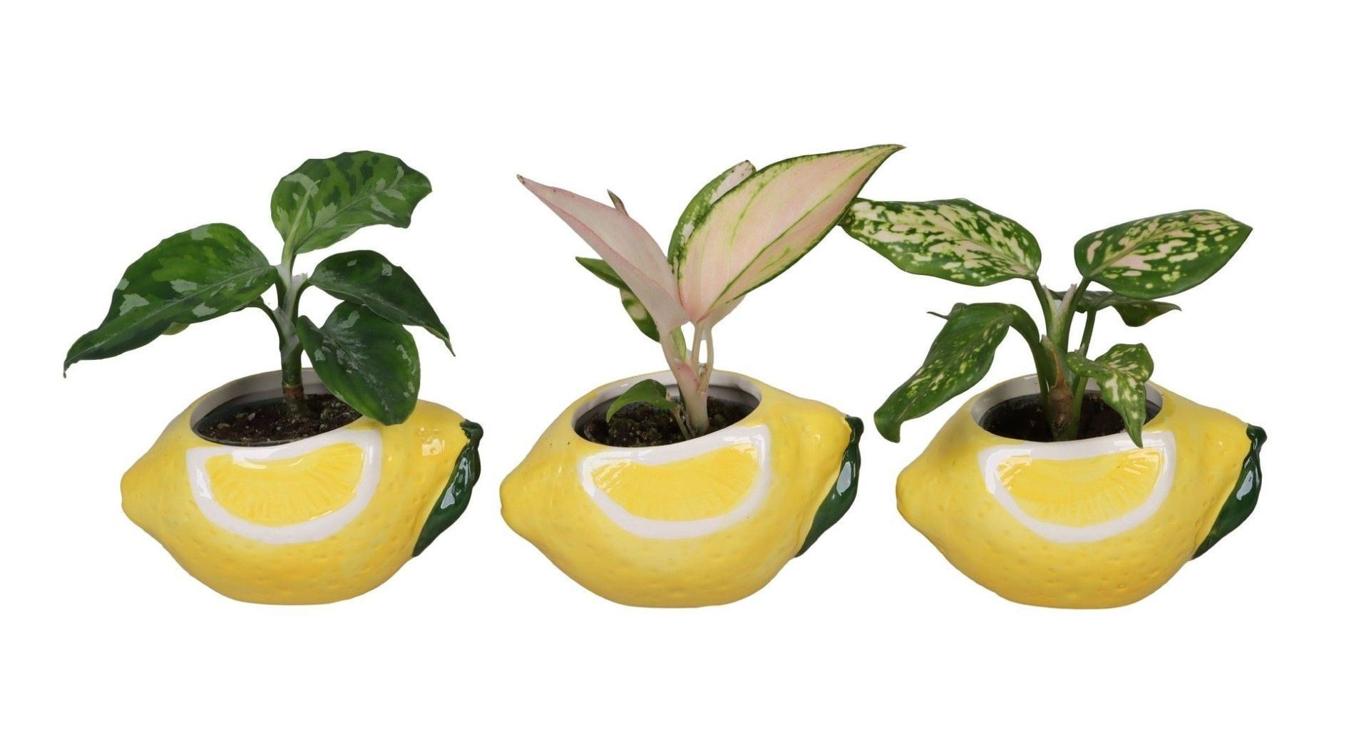 L 66702 with Aglaonema Mix 6 cm, D 6