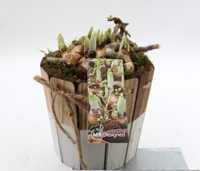 Narcis, bak van houten latjes S, D 16