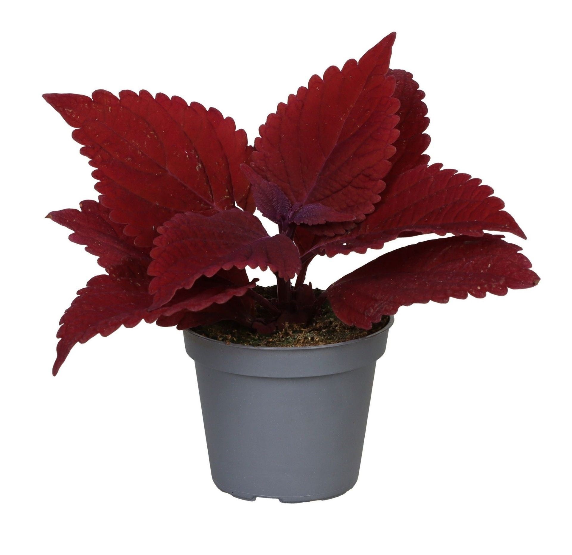 Coleus MS. Second Street 6 cm, D 6