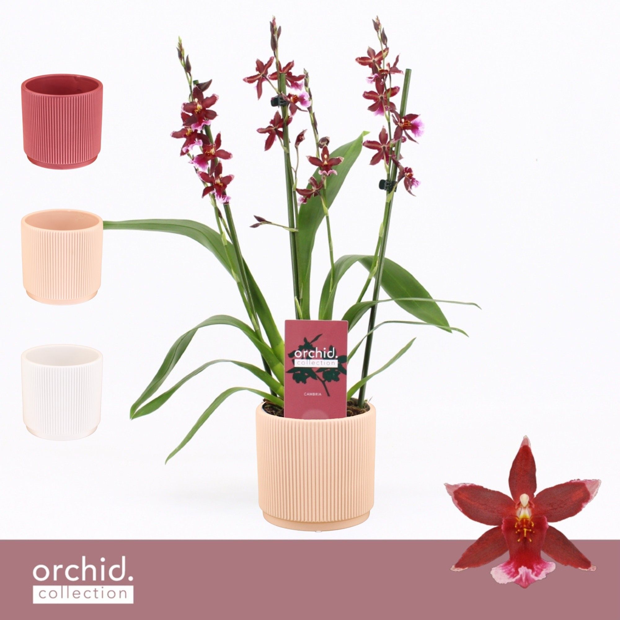 Barrocco Red, 3/4-spike Compact in Horizon Ribble 'Orchid Collection', D 12