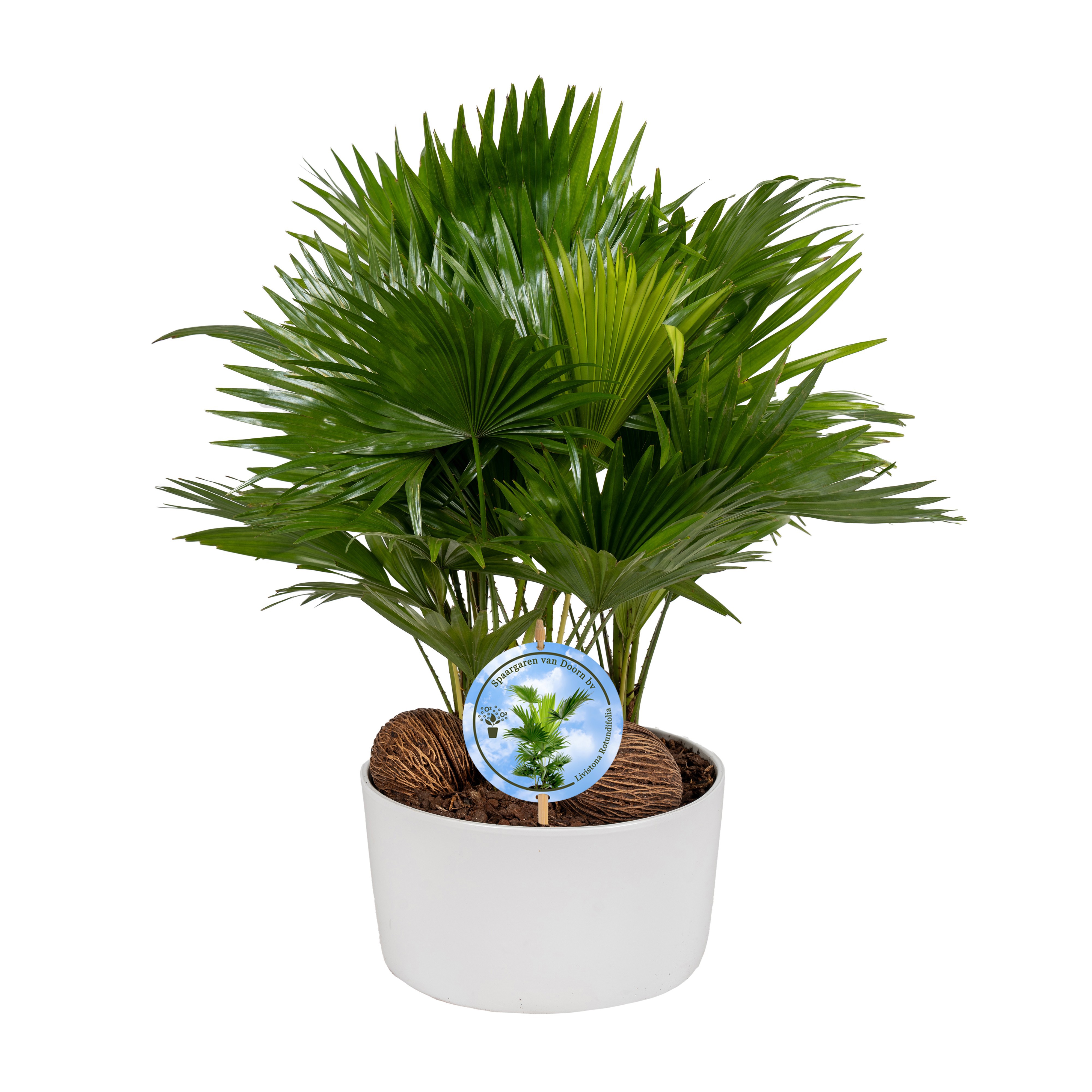 Livistona in Andorra 3 pp white Lucht Zuiverend, D 26