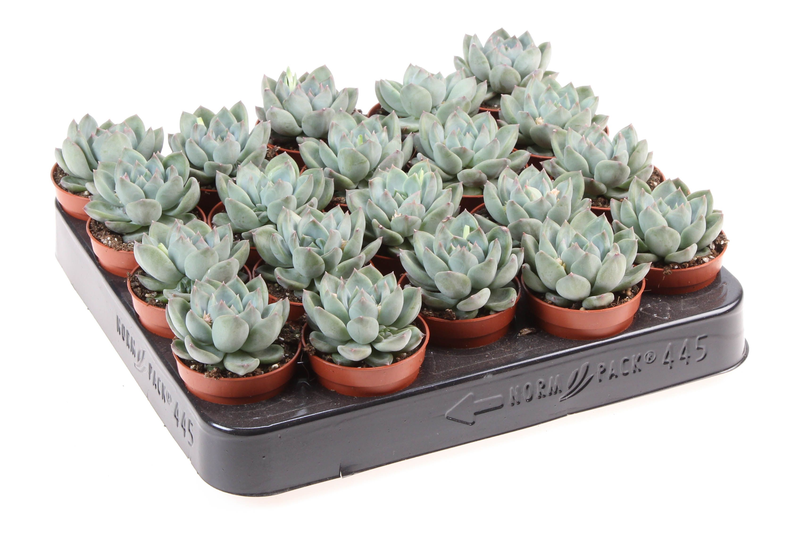 Echeveria riegel, D 5,5