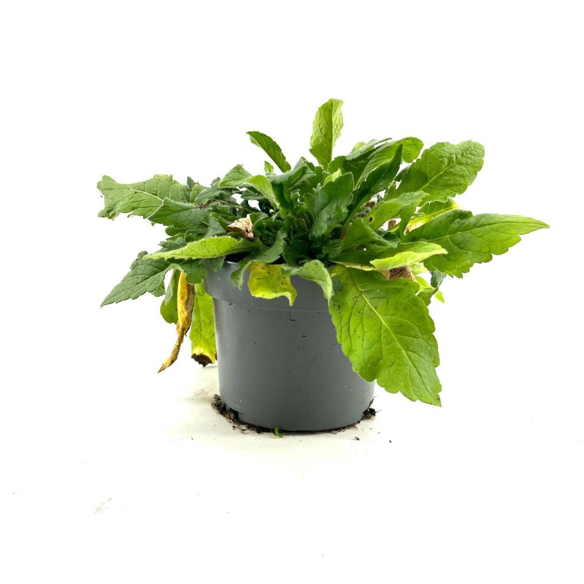 Knautia m. 'Melton Pastels', D 17